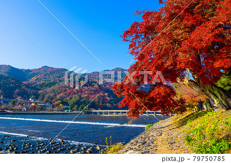 嵐山の紅葉と渡月橋 嵐山の紅葉と渡月橋 79750785