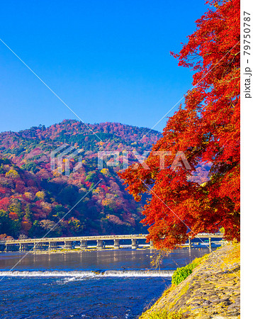 嵐山の紅葉と渡月橋 嵐山の紅葉と渡月橋 79750787