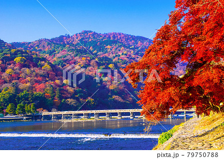 嵐山の紅葉と渡月橋 79750788
