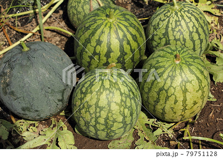 スイカの収穫 79751128