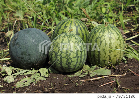 スイカの収穫 79751130