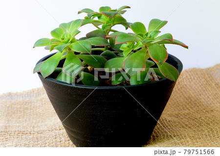 多肉植物　アオエニウム　鉢植え 79751566