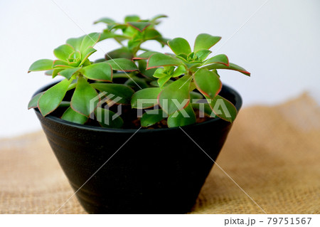 多肉植物　アオエニウム　鉢植え 79751567