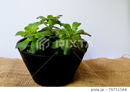 多肉植物　アオエニウム　鉢植え 79751568