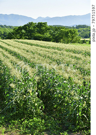 夏の北海道厚沢部町で花が咲き始めたトウモロコシ畑の風景を撮影 夏の北海道厚沢部町で花が咲き始めたトウモロコシ畑の風景を撮影 79751597