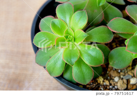 多肉植物　アオエニウム　鉢植え 79751617