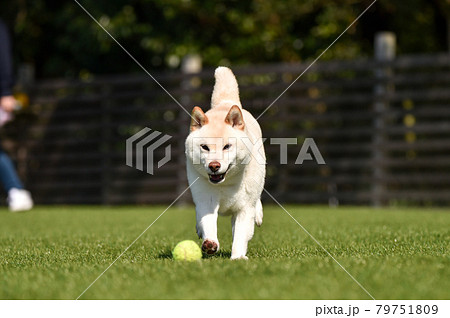 ドッグランで遊ぶ白毛の柴犬 ドッグランで遊ぶ白毛の柴犬 79751809