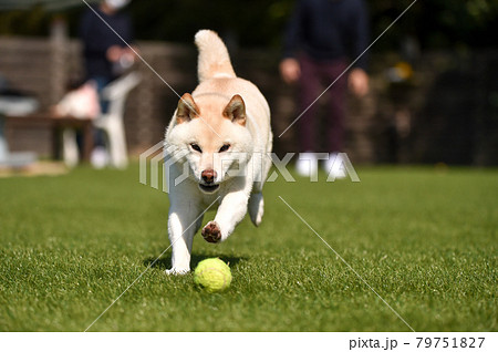 ドッグランで遊ぶ白毛の柴犬 79751827