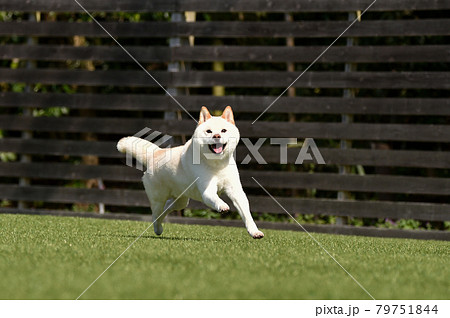 ドッグランで遊ぶ白毛の柴犬 79751844