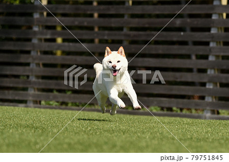 ドッグランで遊ぶ白毛の柴犬 ドッグランで遊ぶ白毛の柴犬 79751845