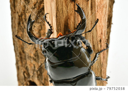 タランドゥスオオツヤクワガタ 79752038