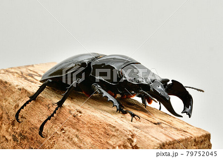 タランドゥスオオツヤクワガタ タランドゥスオオツヤクワガタ 79752045