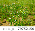 花 79752150