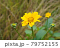 花 79752155