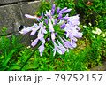 花 79752157