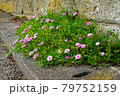 花 79752159
