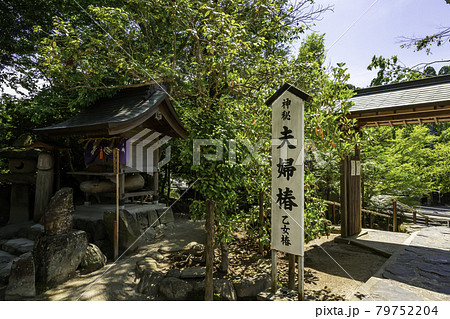 八重垣神社 夫婦椿 乙女椿 島根県松江市 八重垣神社 夫婦椿 乙女椿 島根県松江市 79752204