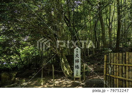 八重垣神社 夫婦椿 子宝椿 島根県松江市の写真素材