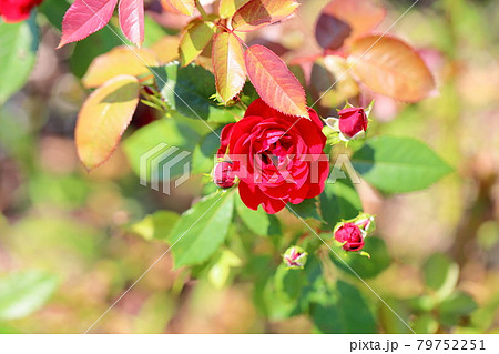 バラの花　ラバグルート 79752251