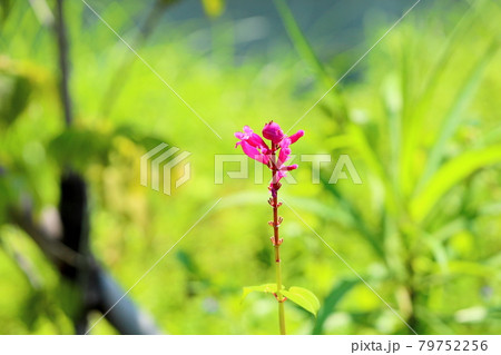 サルビアの花 インボルクラータ サルビアの花 インボルクラータ 79752256