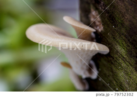 poisonous mushrooms 79752302