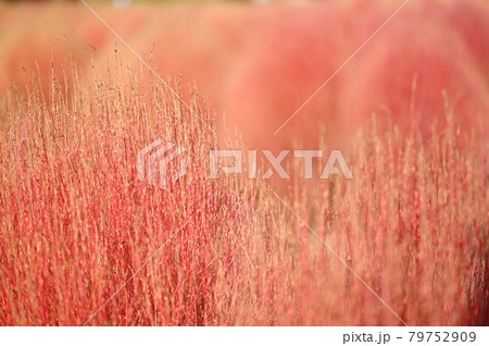 秋色のコキア 79752909