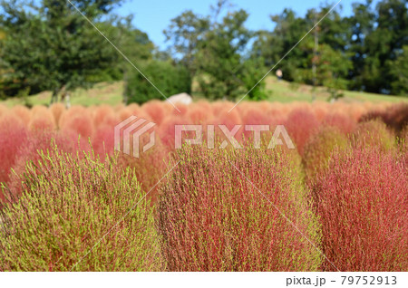 秋色のコキア 79752913