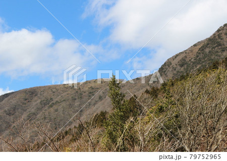 静岡県(神奈川県)の金時山を登山 79752965