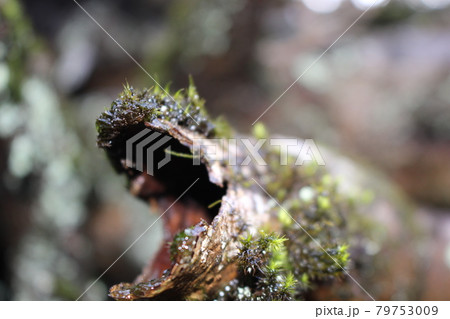 静岡県(神奈川県)の金時山を登山 静岡県(神奈川県)の金時山を登山 79753009