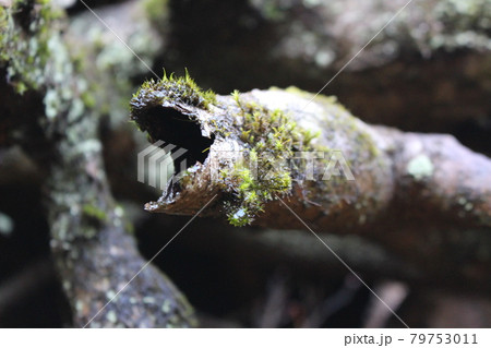 静岡県(神奈川県)の金時山を登山 静岡県(神奈川県)の金時山を登山 79753011