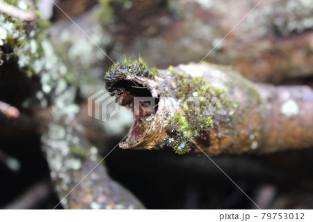 静岡県(神奈川県)の金時山を登山 静岡県(神奈川県)の金時山を登山 79753012