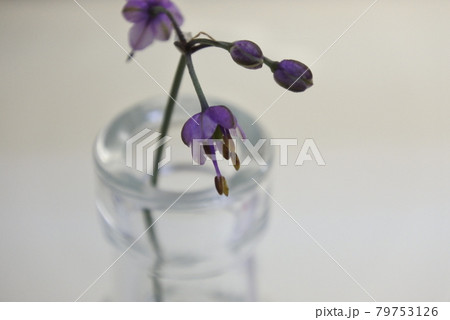 カラスの花瓶に飾ったらっきょうの花 79753126