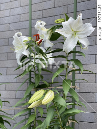 カサブランカの花が咲きました 79753186