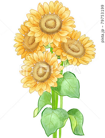 水彩画風 ひまわりのブーケのイラストのイラスト素材