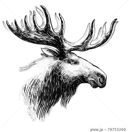 Premium Vector  Vector lama head illustration llama or alpaca hand drawn  ink sketch cute mammal animal drawing
