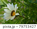 ガザニア 79753427