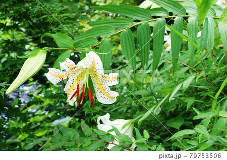 見頃を迎えたヤマユリ（山百合） 79753506