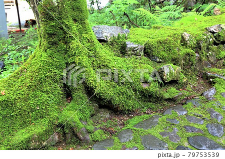 初夏の美濃の正倉院・両界山横蔵寺散策・32(岐阜県揖斐郡揖斐川町横蔵) 初夏の美濃の正倉院・両界山横蔵寺散策・32(岐阜県揖斐郡揖斐川町横蔵) 79753539