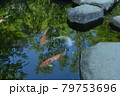 池の鯉 79753696