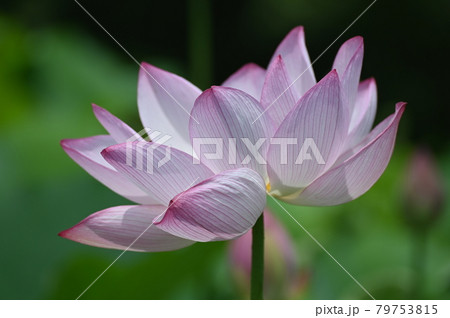 古代蓮の花 古代蓮の花 79753815
