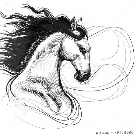 Beautiful horse head. Ink black and white drawing Beautiful horse head. Ink black and white drawing 79753936