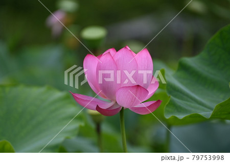 古代蓮の花 古代蓮の花 79753998