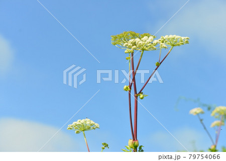 北海道 白い野の花 青空 素材 エゾノヨロイグサの写真素材