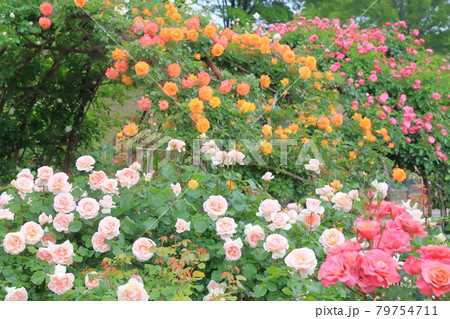 薔薇のアーチ 79754711