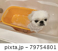 お風呂に入るペキニーズ 79754801