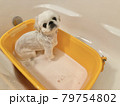 お風呂に入るペキニーズ 79754802