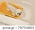 お風呂に入るペキニーズ 79754803