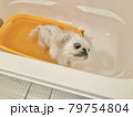 お風呂に入るペキニーズ 79754804