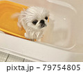 お風呂に入るペキニーズ 79754805