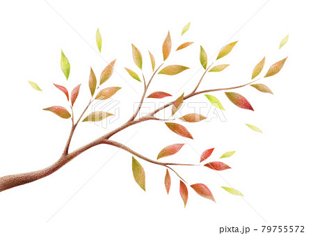 紅葉した木の枝 手描き色鉛筆画のイラスト素材 [79755572] - PIXTA